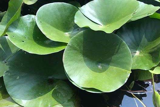 荷花和睡蓮可以種在一起嗎？