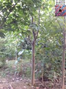 今年10公分白玉蘭價格是多少？