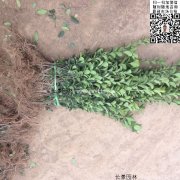 哪里有大葉黃楊綠籬苗 價(jià)格是多少？