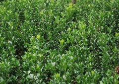 大葉黃楊多少錢(qián)一棵-參考報(bào)價(jià)