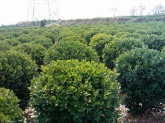 冠幅1米大葉黃楊球沭陽(yáng)裝車(chē)價(jià)格35元