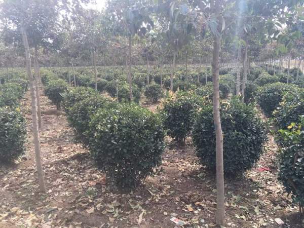 優(yōu)質(zhì)大葉黃楊球 優(yōu)質(zhì)大葉黃楊球