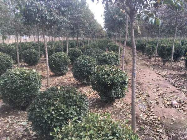 優(yōu)質(zhì)大葉黃楊球 優(yōu)質(zhì)大葉黃楊球