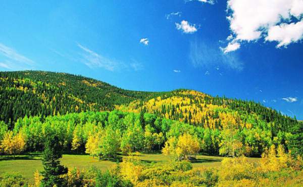 學習國外苗木行業(yè)經(jīng)驗，搶先了解國內市場動態(tài)