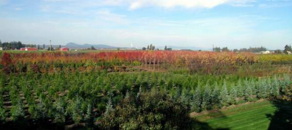 學習國外苗木行業(yè)經(jīng)驗，搶先了解國內市場動態(tài)