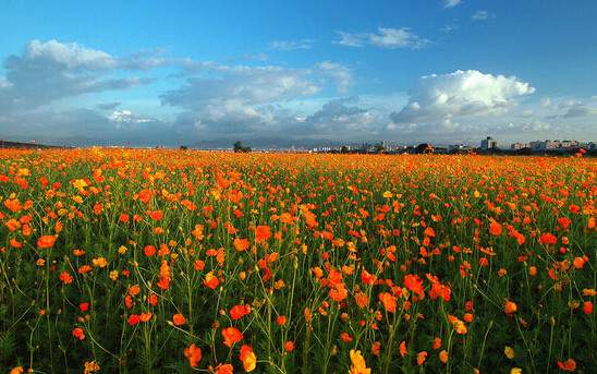 學習國外苗木行業(yè)經(jīng)驗，搶先了解國內市場動態(tài)
