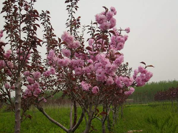 園林景觀苗木種類(lèi)——孤植樹(shù)