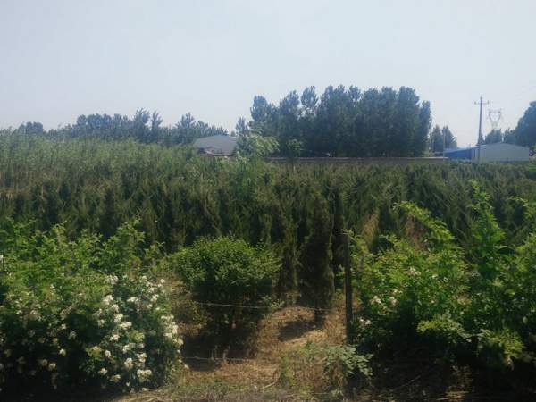 龍柏基地直銷小龍柏、龍柏球