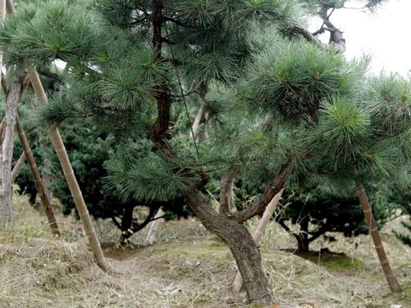 造型黑松樹(shù)哪里便宜？哪家的質(zhì)量好？