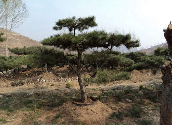 造型黑松樹(shù)哪里便宜？哪家的質(zhì)量好？