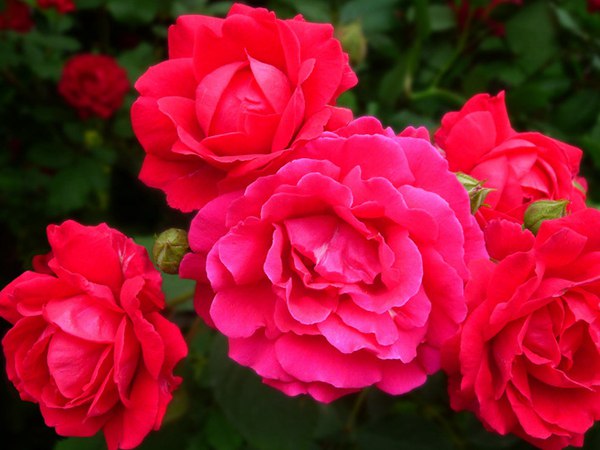 哪里有薔薇花苗賣？薔薇花苗批發(fā)