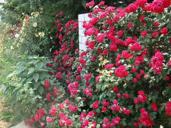 哪里有薔薇花苗賣？薔薇花苗批發(fā)