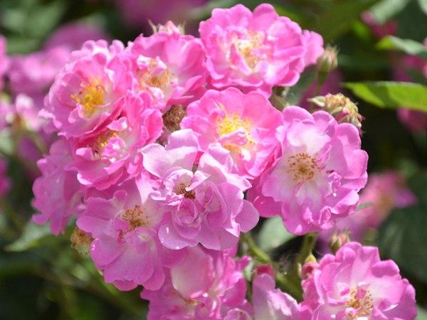 哪里有薔薇花苗賣？薔薇花苗批發(fā)