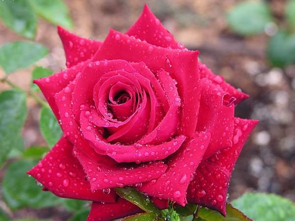 哪里有薔薇花苗賣？薔薇花苗批發(fā)