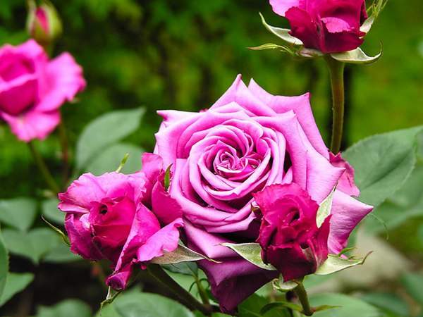 哪里有薔薇花苗賣？薔薇花苗批發(fā)