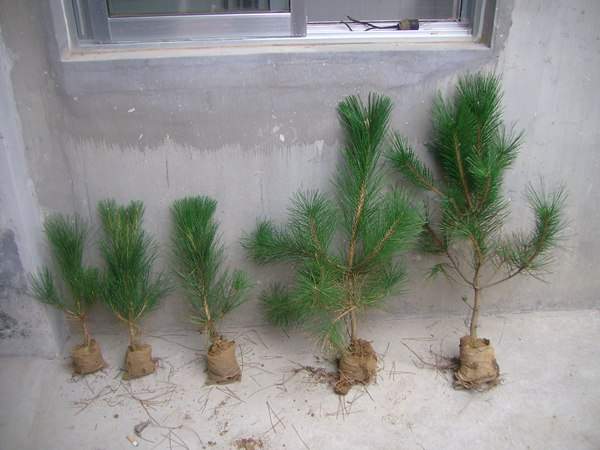 黑松種子什么時(shí)候種好，怎么種發(fā)芽率高？