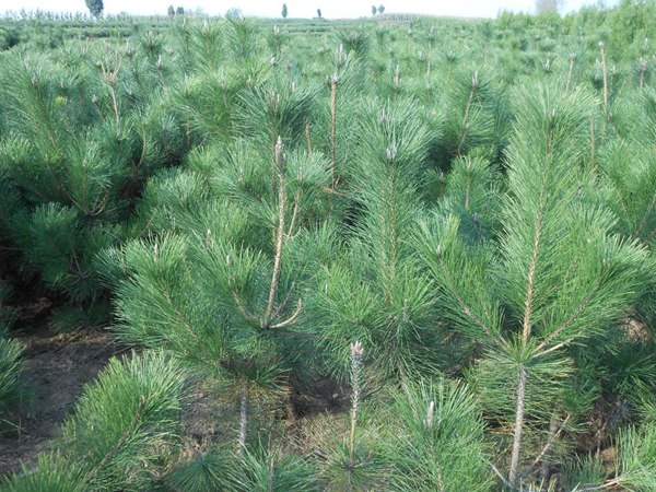 黑松種子什么時(shí)候種好，怎么種發(fā)芽率高？