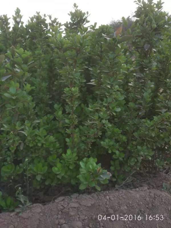 河北大葉黃楊 河北大葉黃楊