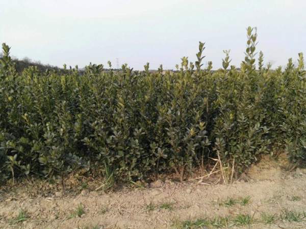 江蘇沭陽大葉黃楊 江蘇沭陽大葉黃楊