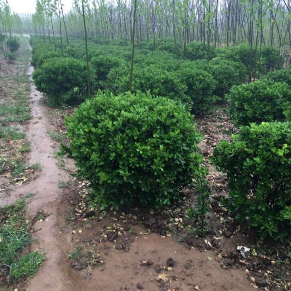 江蘇大葉黃楊 江蘇大葉黃楊