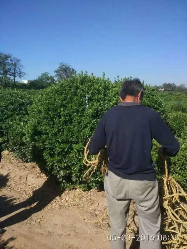 江蘇大葉黃楊 江蘇大葉黃楊