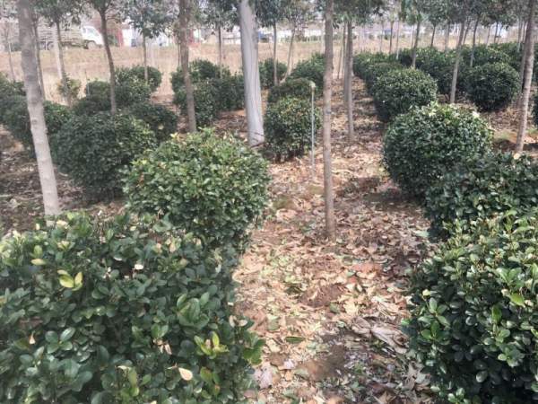 江蘇大葉黃楊 江蘇大葉黃楊