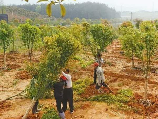 綠化苗木起苗出圃都有哪些注意事項(xiàng)?
