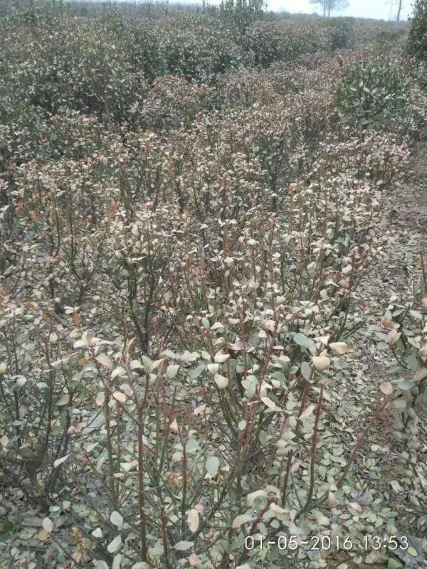 冬天凍死的大葉黃楊球 冬天凍死的大葉黃楊球