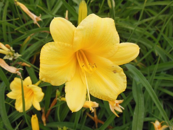 供應優(yōu)質金娃娃萱草 供應優(yōu)質金娃娃萱草