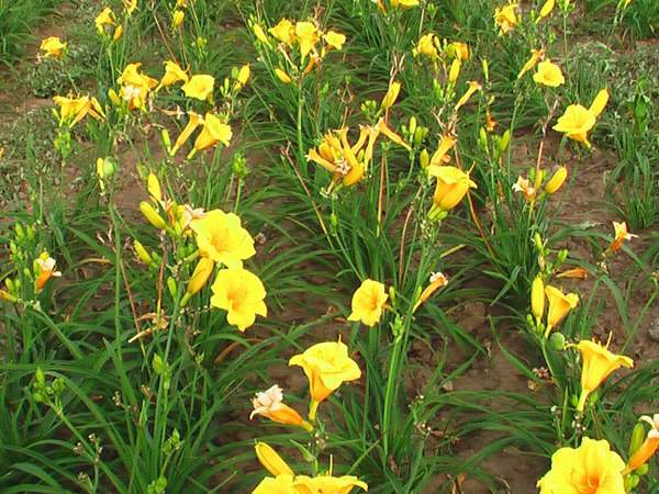 供應優(yōu)質金娃娃萱草 供應優(yōu)質金娃娃萱草