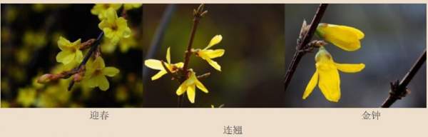 迎春花、金鐘和連翹如何區(qū)分？