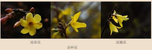 迎春花、金鐘和連翹如何區(qū)分？