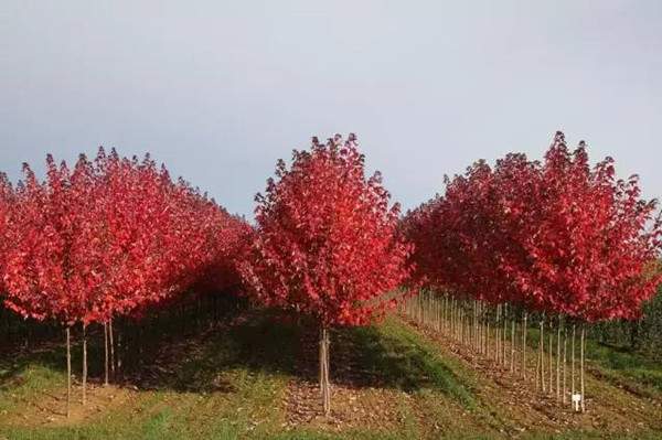 美國(guó)紅楓 美國(guó)紅楓