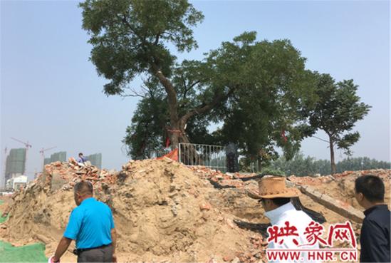 1100年古槐樹 1100年古槐樹