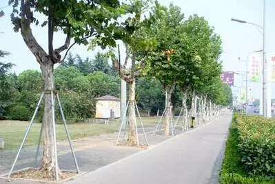 行道樹設(shè)立支架防風(fēng)倒伏 行道樹設(shè)立支架防風(fēng)倒伏
