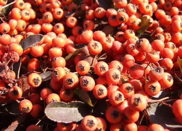 采摘下來的火棘果 采摘下來的火棘果