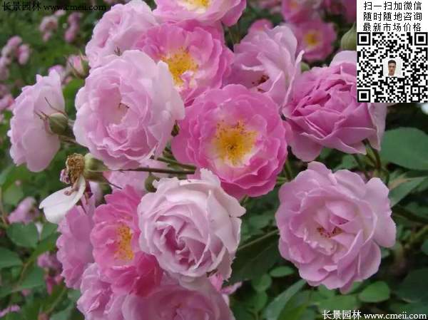 粉團(tuán)薔薇花苗