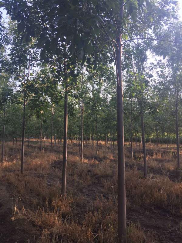 白蠟樹(shù)苗圃 白蠟樹(shù)苗圃