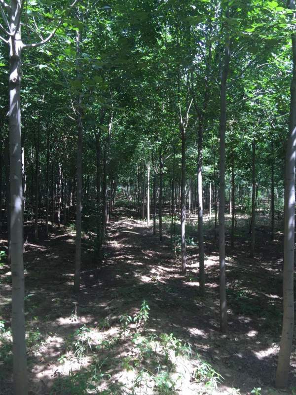 白蠟樹(shù)苗圃 白蠟樹(shù)苗圃