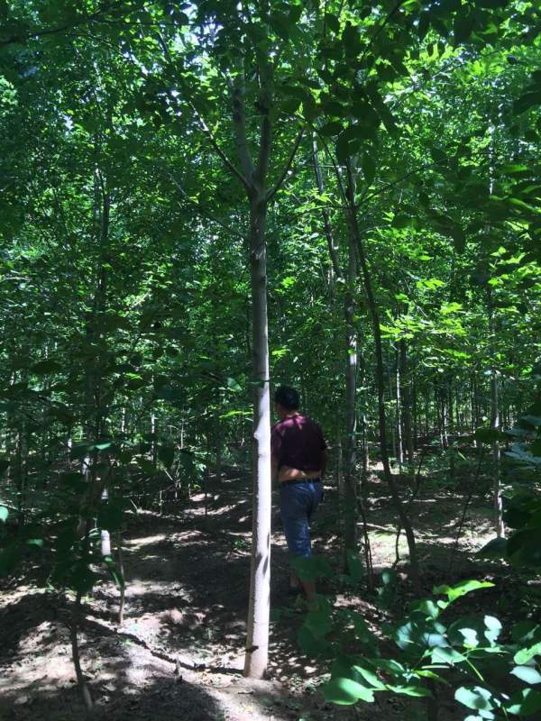 白蠟樹(shù)苗圃 白蠟樹(shù)苗圃