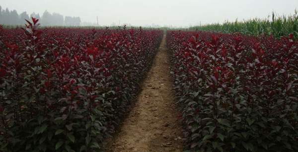 紫葉李小苗 紫葉李小苗