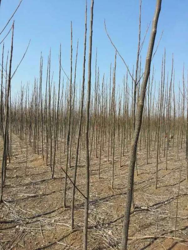 米徑3公分4公分5公分6公分苦楝樹圖片