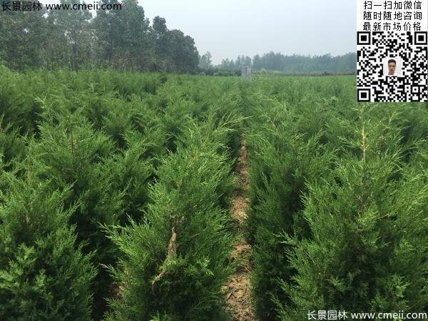 高度1米1.2米蜀檜精品苗優(yōu)惠價格出售 高度1米1.2米蜀檜精品苗優(yōu)惠價格出售