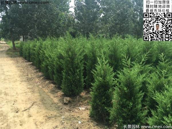 高度1米1.2米蜀檜精品苗優(yōu)惠價格出售 高度1米1.2米蜀檜精品苗優(yōu)惠價格出售