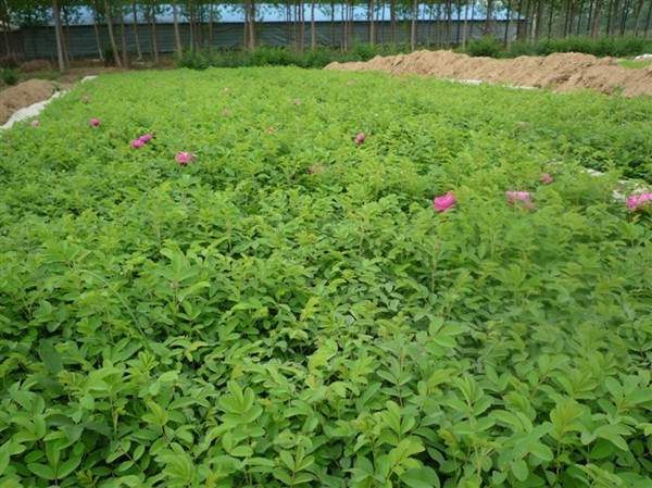 物美價(jià)廉的食用玫瑰在哪買？