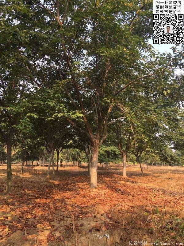 地徑14公分15公分16公分櫻花樹 地徑14公分15公分16公分櫻花樹