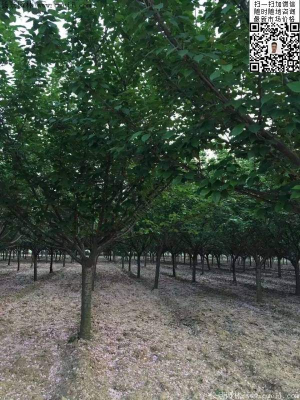 地徑14公分15公分16公分櫻花樹 地徑14公分15公分16公分櫻花樹