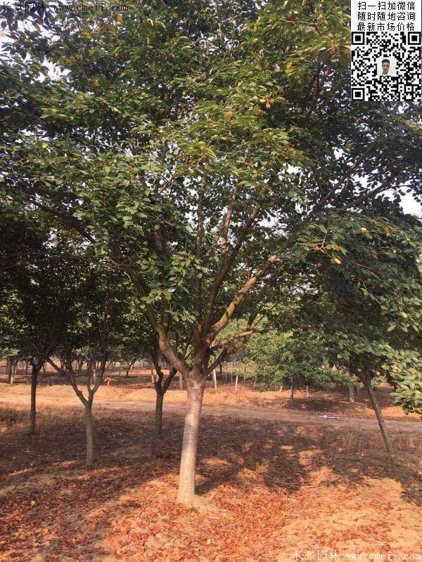 地徑14公分15公分16公分櫻花樹 地徑14公分15公分16公分櫻花樹