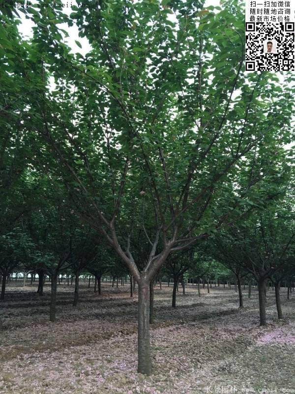 地徑14公分15公分16公分櫻花樹 地徑14公分15公分16公分櫻花樹