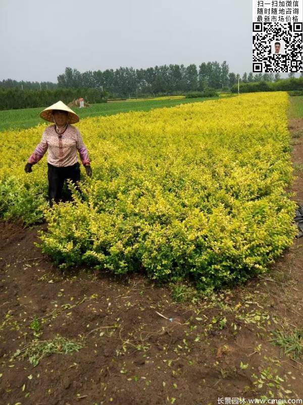 高度30公分40公分50公分金葉女貞苗苗圃現(xiàn)場圖片 高度30公分40公分50公分金葉女貞苗苗圃現(xiàn)場圖片